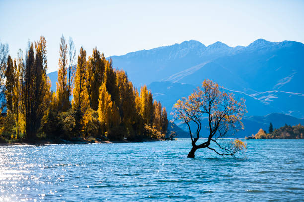 istock The Lonely tree of Lake Wanaka 1252569916