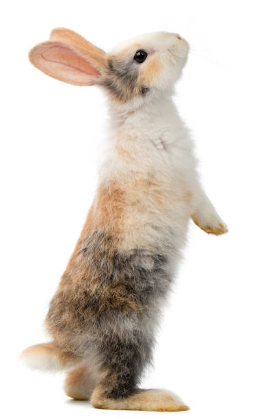 Three-colored new-born rabbit standing and looking at the top. Studio shot, isolated on white background