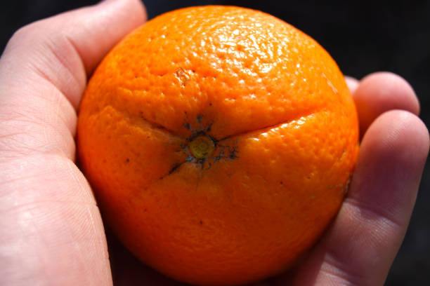 istock An orange in woman's hand 1252574886