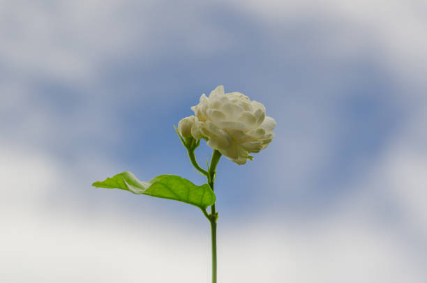 Fresh white Thailand Jasmine flower with cloud and sky background for mother day concept in Thailand on August.