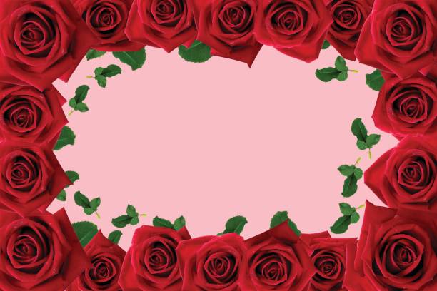 istock Red roses flower flame on pink background. 1252579706