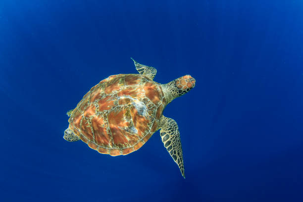 istock Green Sea Turtle underwater 1252579962