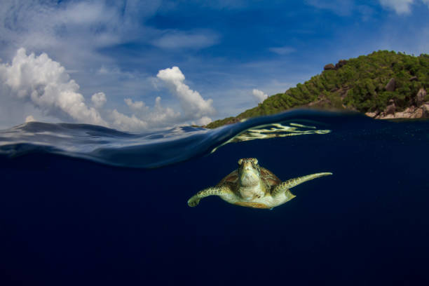 istock Green Sea Turtle split photo 1252579965
