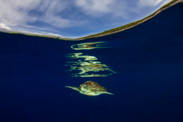 istock Green Sea Turtle split photo 1252579968