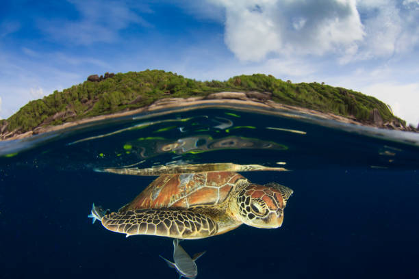 istock Green Sea Turtle split photo 1252579970