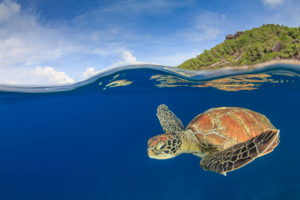 istock Green Sea Turtle split photo 1252579978