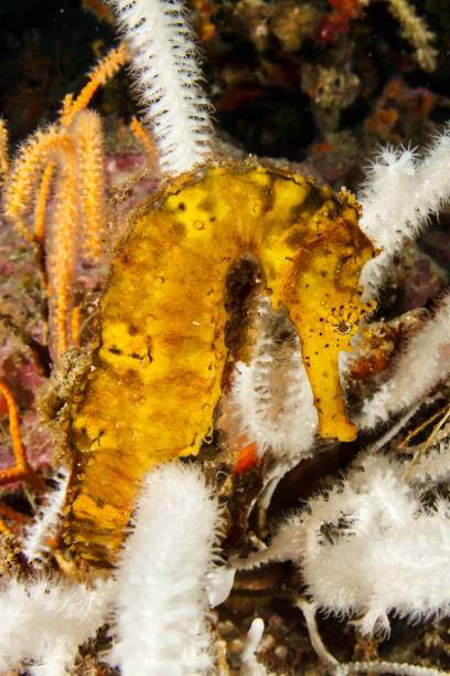 istock Tigertail Seahorse 1252580487