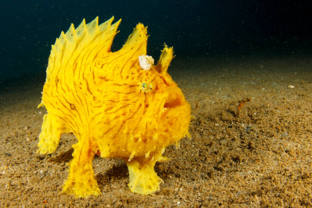 poisson-grenouille shaggy - anglerfish sea fish underwater photos et images de collection