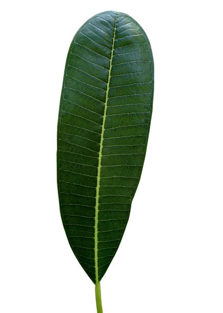 istock Plumeria green leaf isolated on white background. Natural concept. 1252580653