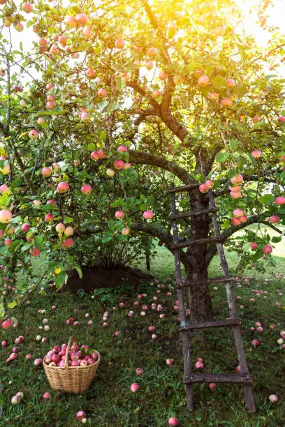 Apple tree garden in early morning, basket with apples and ladder near fruit tree, agriculture concept