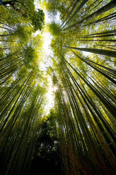 istock Fresh green bamboo groves and bamboo groves 1252581669