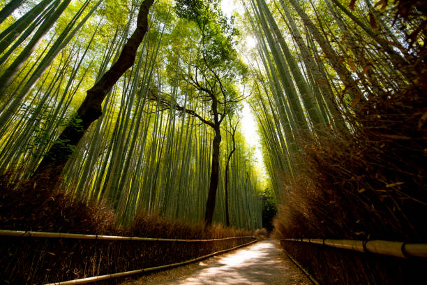 istock Fresh green bamboo groves and bamboo groves 1252581676