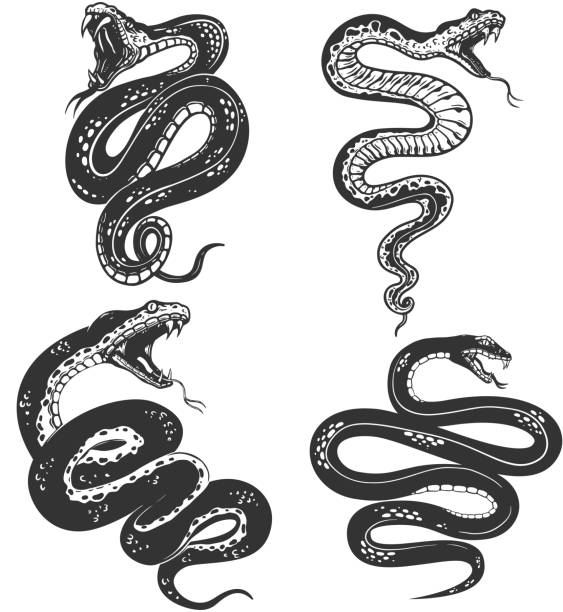880+ Snake Skin Pattern Drawing Stock Illustrations, Royalty-Free ...