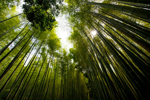 istock Fresh green bamboo groves and bamboo groves 1252581693