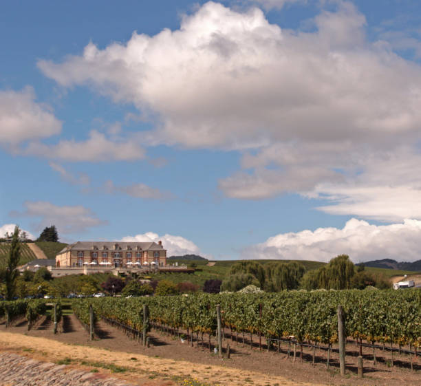 domaine carneros, dolina napa - carneros valley napa valley vineyard california zdjęcia i obrazy z banku zdjęć