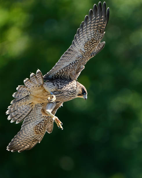 istock Peregrine falcon (Falco peregrinus) Juvenile 1252582715