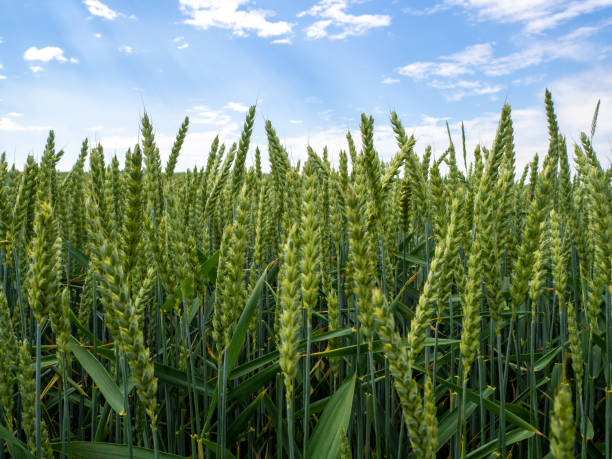 istock green wheat field before a blue sky with white clouds 1252582806