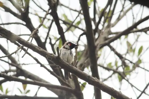 Beautiful red whiskered indian bulbul on a jackfruit tree. Plant branch is the place they make perch