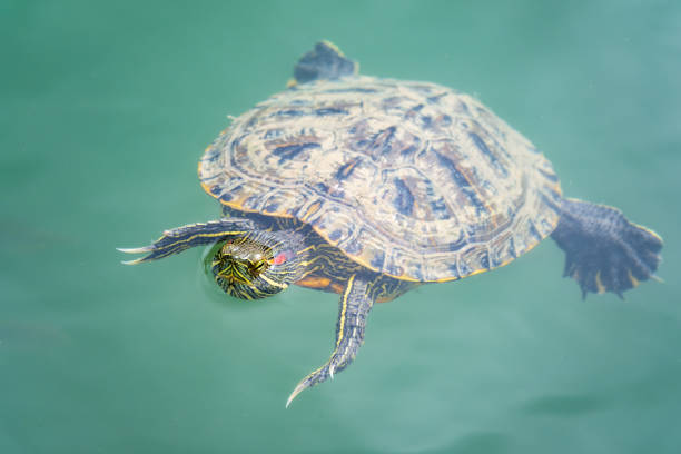 istock Red-eared turtle swim in the pond with turquoise water. Red-eared slider, Trachemys scripta elegans 1252584363