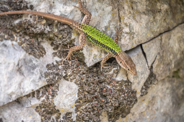 istock Green Lizard crawling on a stone cliff. The European green lizard Lacerta viridis 1252585774