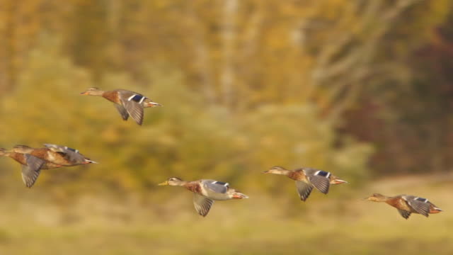 Mallard duck (Anas platyrhynchos) flying in slow motion - captured in Altai state nature reserve