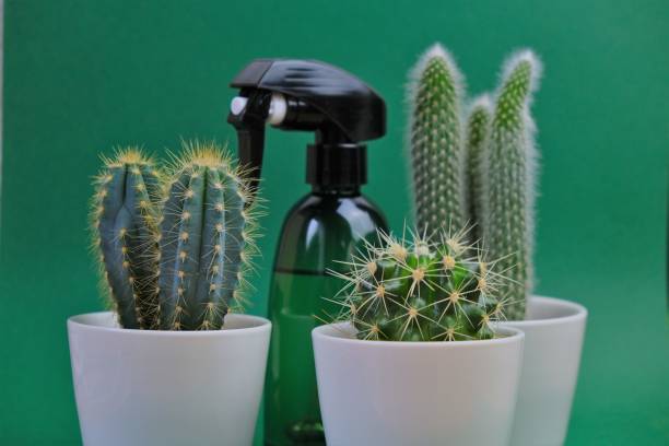 istock Cactus watering concept. Cacti set and plastic green spray with water on a turquoise background.Home plants Cacti in white ceramic pots close-up.Growing cacti. 1252586930