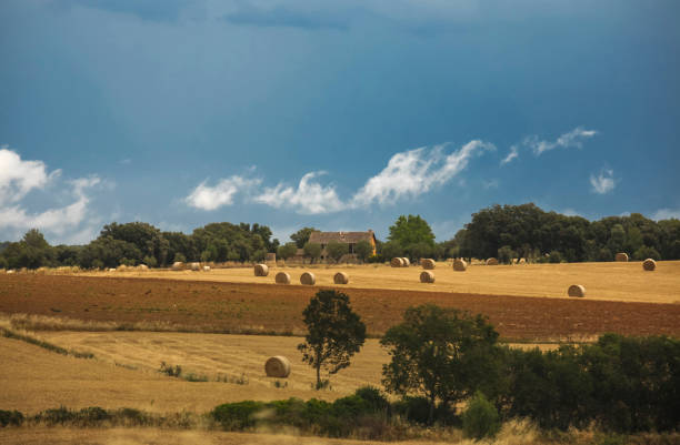 istock Field with round straw bales 1252587096