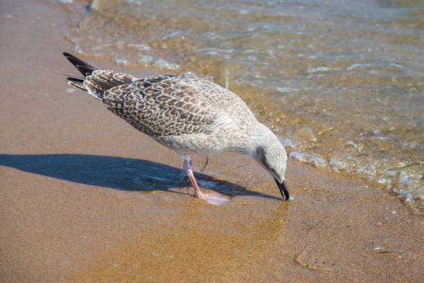 Seagull on the beach of Baltic Sea in Sopot. Sopot, Eastern Pomerania in northern Poland