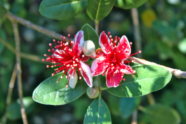 istock Feijoa flower close-up (Acca sellowiana) 1252588659