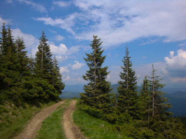 istock Road in the Carpathian forest 1252589496