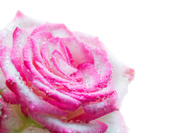 istock Pink rose flower in drops after rain 1252589743