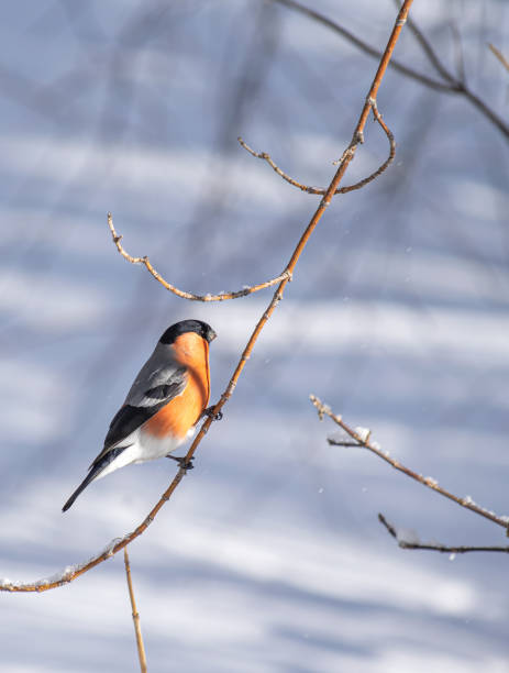 istock Reddish chest bullfinch sitting on a tree branch. 1252589864