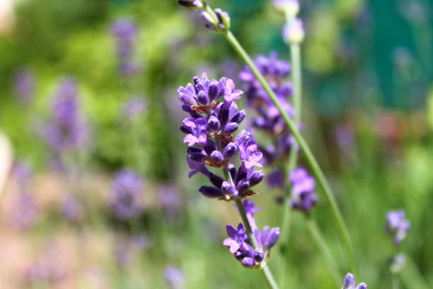 istock Closeup of lavender flower (Lavandula) 1252590534