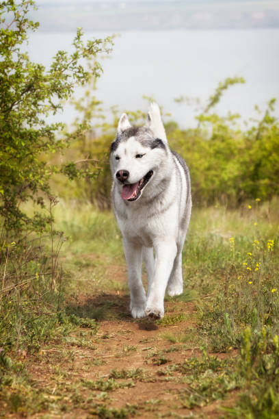 istock A mature Siberian Husky is walking at a pasture. 1252590693