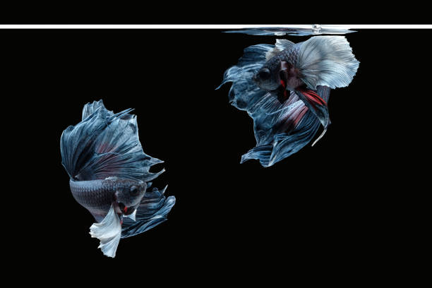 Two dancing grey dumbo, big ear halfmoon betta fish siamese isolated on black color background. Two dancing grey dumbo, big ear halfmoon betta fish siamese isolated on black color background. Image photo white halfmoon betta splendens fish stock pictures, royalty-free photos & images