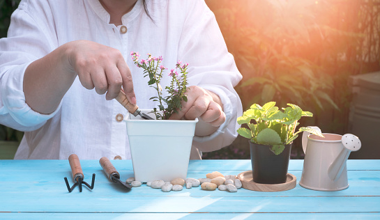 Cropped image of mature women planting small houseplant into white plastic flower pot on wooden blue table with flare light in home gardening area