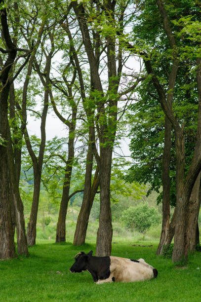 istock Cows graze freely among the trees in the meadow. 1252592613