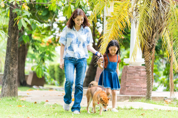 Families with mothers and daughters walking with Shiba Inu dogs in the park in spring Families with mothers and daughters walking with Shiba Inu dogs in the park in spring japanese akita stock pictures, royalty-free photos & images
