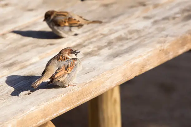 Photo of sparrow bird in the sun on weathered old wooden board