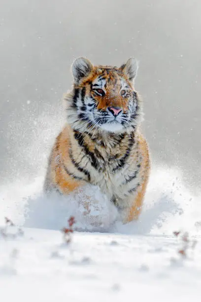 Photo of Amur tiger running in the snow. Action wildlife scene with danger animal. Cold winter in tajga, Russia. Snowflake with beautiful Siberian tiger, Panthera tigris altaica. Tiger in wild winter nature.