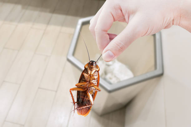 istock Hand holding cockroach on bin,eliminate cockroach in bin 1252593514