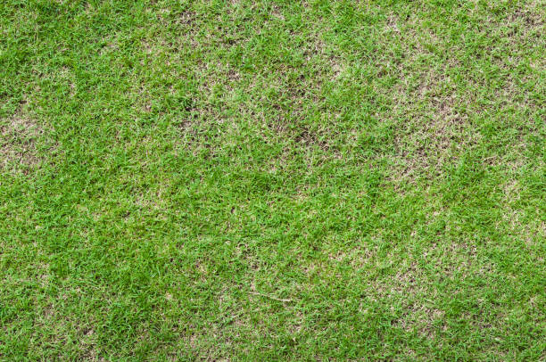 istock Football field green grass pattern textured background 1252593547