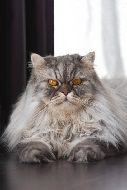 istock A furry Scottish cat with orange eyes looks directly at the camera 1252593607