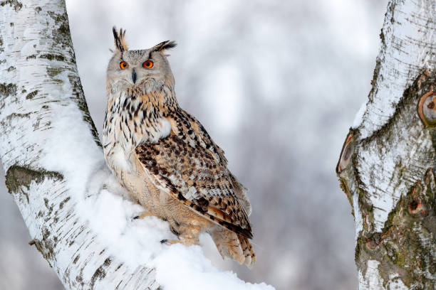istock Winter scene with owl. Big Eastern Siberian Eagle Owl, Bubo bubo sibiricus, sitting on hillock with snow in the forest. Birch tree with beautiful animal. Bird from Russia winter. Snow covered bird. 1252595010