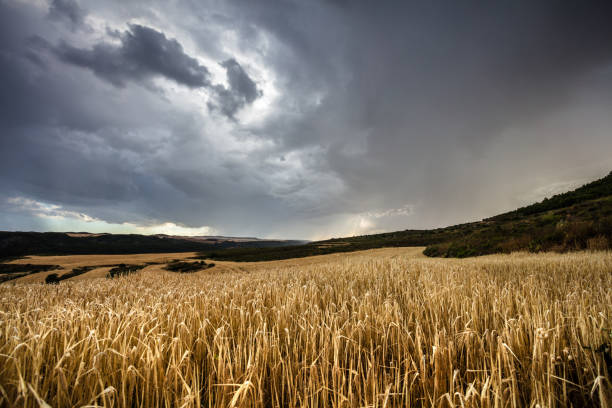 Dramatic sky over golden field of wheat