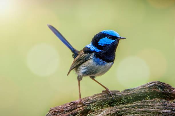 istock Superb Fairy Wren perched on a tree stump 1252596688