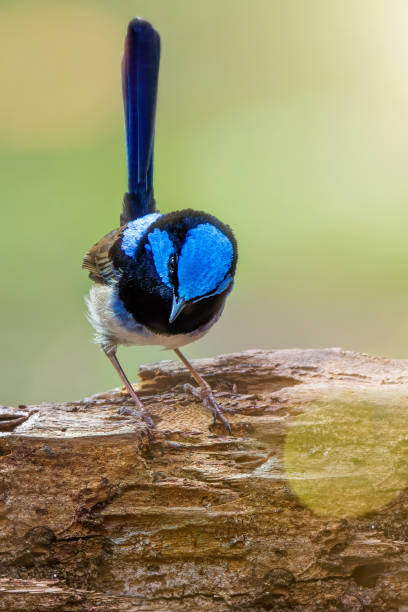 istock Superb Fairy Wren perched on a tree stump 1252596706