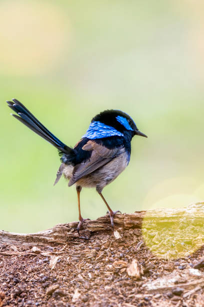 istock Superb Fairy Wren perched on a tree stump 1252596715