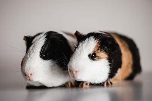 Two tri colored tan, blank and white american breed guinea pigs sitting next to each other, shallow depth of field selective focus taken with a macro lens