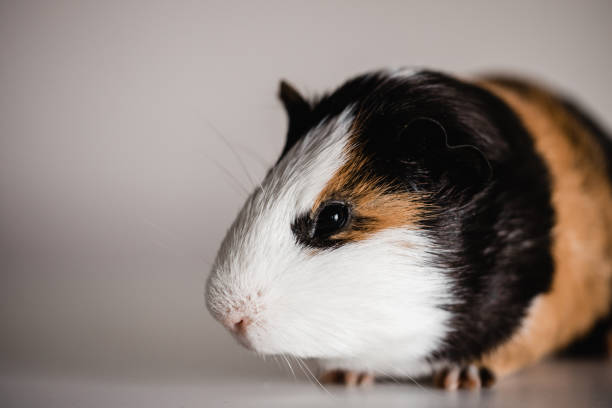 istock Tri Color american guinea pig 1252596736